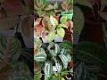 My Aglaonema Collection #Aglaonema