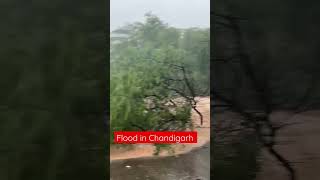 भारी बारिश के कारण खोलने पड़े सुखना झील के गेट #chandigarh