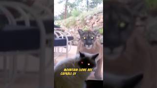 Mountain Lion Encounters! 😱😲🏃
