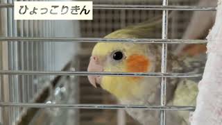 オカメインコ 2021年最後の日のご挨拶‼️ゆく年来る鳥たち