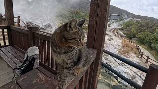 Unzen Jigoku/Onsen Hot Springs...with Cats