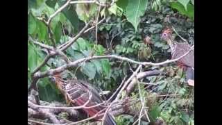 Hoatzin birds roosting, Chalalan Eco-Lodge, Madidi National Park, Bolivia.