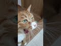 猫の鳴き声まとめてみた 可愛くてごめん 猫 歌 かわいい 癒される おもしろ cat catlover meow shorts