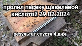 результат обработки пчёл щавелевой кислотой🤔чем обработать пчёл от клеща? #беларусь #осиповичи