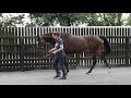 goffs land rover sale lot 520 califet x valerie ellen