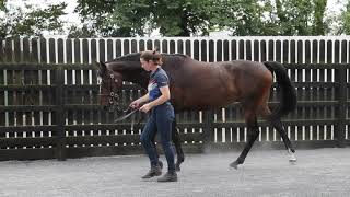 Goffs Land Rover Sale Lot 520 Califet x Valerie Ellen