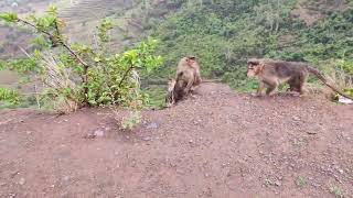 Jungle monkey || Satara || Eating bread