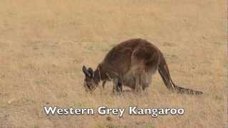 Kangaroos and Commensalism