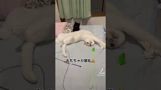 猛暑が続くと猫もこうなります #猫動画 #猛暑 #cat #うちの子が可愛いすぎる #catlover