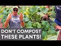 DON'T PUT THESE 8 PLANTS IN YOUR COMPOST!