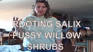 How to Propagate Rooting Salix Pussy Willows Indoors