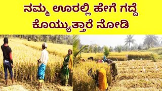 ನಮ್ಮ ಊರಲ್ಲಿ ಹೇಗೆ ಗದ್ದೆ ಕುಯ್ಯುತ್ತಾರೆ ನೋಡಿ | Rice field harvesting | Jnanapta ಜ್ಞಾನಾಪ್ತ