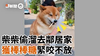 柴犬偷溜去鄰居家「爽獲棒棒糖」得意叼嘴邊　姐無奈強制抱回｜寵物｜狗｜零食｜精選影片