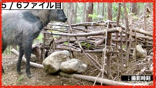 畑は無事だけど　スゴイの来た【山開拓】#33