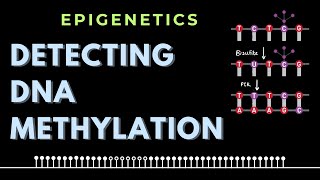 Detecting C, 5mC, 5hmC in given DNA sequence | DNA methylation | Epigenetics | GATE/CSIR-NET