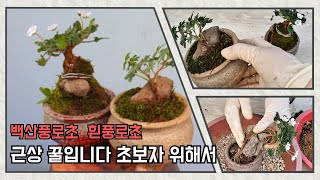 백산풍로초# 흰풍로초#근상으로 화산석에 식재합니다