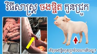 How to raising pig ? ការចិញ្ចឹមជ្រូក របៀបចងផ្ចិតកូនជ្រូកឲ្យបានត្រឹមត្រូវ