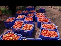 tips for good yields in summer tomato etv