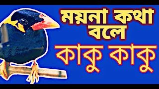 অবীশাসঃ বাংলাই ময়না কথা বলে কাকু কাকু