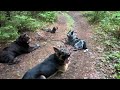Off leash hike