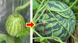 Never forget 〇〇!The second half of July is watermelon harvest time!