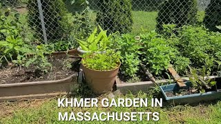 Khmer USA Homegrown Vegetable Garden In Massachusetts | My Brother's Garden