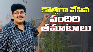 ప్రస్తుతానికి ఇవి పండిస్తున్నా మన తోటలో ! #gardenupdate @OrganicPrabha