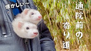 【フェレット】Uターンラッシュを避ける為に向かった場所【ferret#1720】