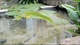 How to breed Myanmar's native wild fish.