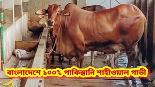 পাকিস্তানি ১০০% শাহীওয়াল গাভী এখন আল - মদিনা ক্যাটেল ফার্মে | The Biggest Bulls Of Bangladesh|