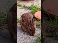 🐰 Ned the Rabbit at the Bed and Breakfast! 🏡 #shorts #bunny #rabbit