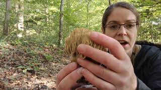 How to ID coral-shaped Ramaria mushrooms