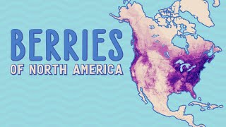 Berries of North America [Visualized]