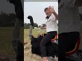 chinese people like to ride emu bird 😱🔥 shorts youtubeshorts shortvideos