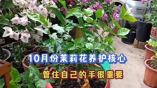 秋季茉莉花養護，你做對了嗎？