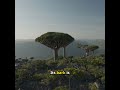 The Mighty Baobab Tree