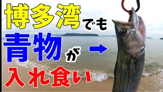 【ショアジギング】福岡市博多湾内のサーフでサゴシが回遊中。初心者でも簡単！ダイソージグでもよく釣れる。