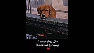 وفادار ترین 😭😭😭💯💯