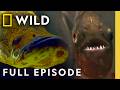 Hunting for Their Next Meal (Full Episode) | World's Deadliest Compilation | Nat Geo Animals
