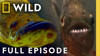 Hunting for Their Next Meal (Full Episode) | Worlds Deadliest Compilation | Nat Geo Animals
