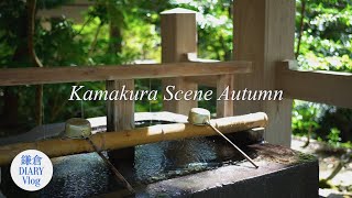 鎌倉Vlog｜Kamakura Scene Autumn｜October 19th,2024｜KAMAKURA DIARY Vlog No.137