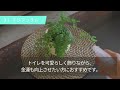 【トイレの観葉植物で金運アップ！】金運を爆上げする観葉植物厳選１０点。お金を引き寄せる風水＆お金持ちになれる秘訣｜トイレ掃除＋αで運気爆上がり♪