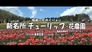 福島の花めぐりより Ｖｅｒ. 4Ｋ～ 新名所  飯館村フラワーガーデンチューリップ畑 ～