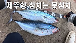 제주항 에 참치 가 들어왔어요. 그리고 구독자님들과 함께 (4K)