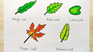How to draw different types of leaf | Different types Leaf drawing | Leaf drawing of different tree