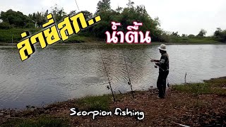 ล่าปลายี่สกน้ำตื้น|ตกปลาหน้าดิน|Scorpion fishing