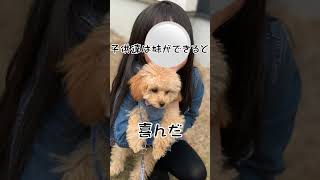 『大切な家族』 #dog #doglover #poodle #トイプードル #愛犬 #ペット動画 #犬 #toypoodle #ティーカッププードル #dogs #shorts #short