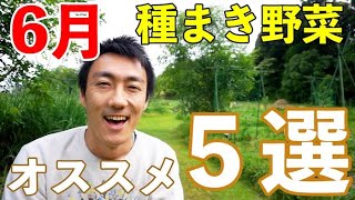 自然農初心者向け！6月のオススメ種まき野菜５選！