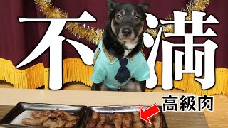 うちの元保護犬が高級肉に不満を漏らした原因が悲しすぎる…