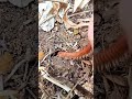 menemukan millipede kaki seribu dalam lubang persembunyiannya snailhunter